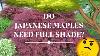 Do Japanese Maples Need Full Shade Japanese Maples Episode 147