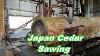 Japan Cedar Sawing