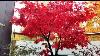 Japanese Maples Autumn Colors Acer Palmatum Osakazuki And Others